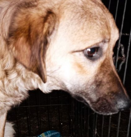 Resi wartet auf dich