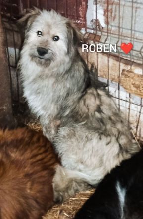 Roben – Ein Herz auf der Suche nach Liebe