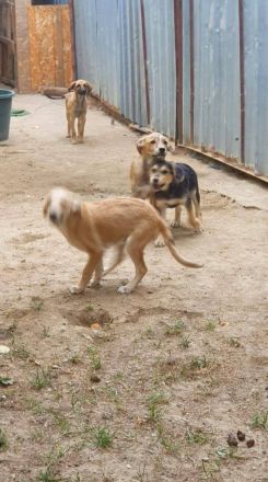 Wer bietet Romy ein Zuhause?