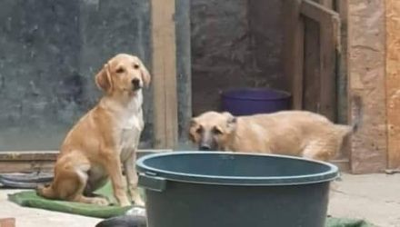 Wer bietet Romy ein Zuhause?