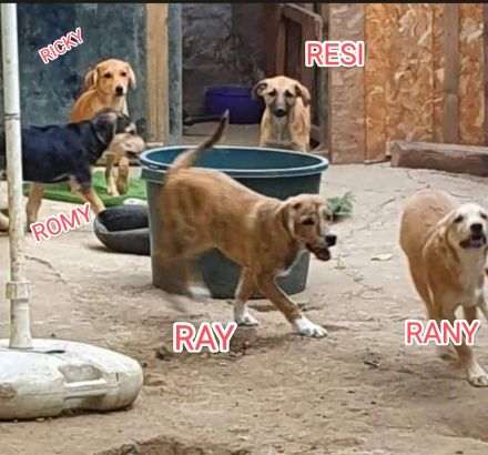 Wer bietet Romy ein Zuhause?