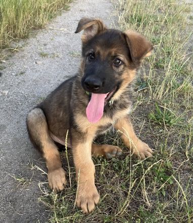 Schäferhund Welpen Rüden gerader Rücken groß