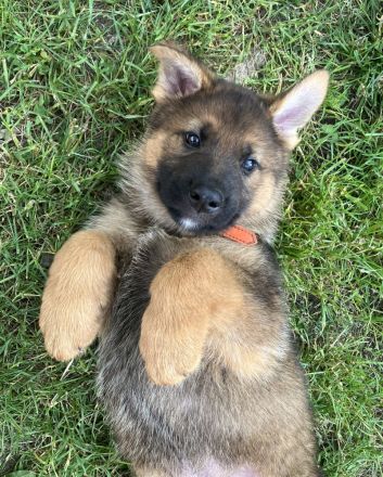 Schäferhund Welpen Rüden gerader Rücken groß