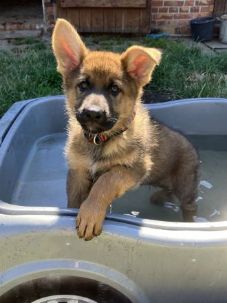 Schäferhund Welpen Rüden gerader Rücken groß