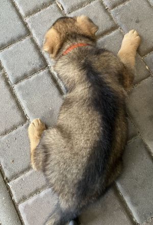 Schäferhund Welpen Rüden gerader Rücken groß