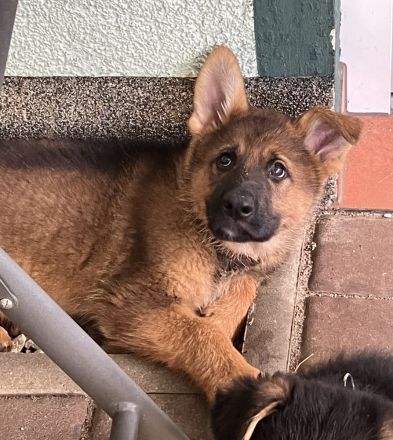 Schäferhund Welpen Rüden gerader Rücken groß