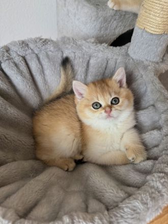 BKH Black Golden Kitten