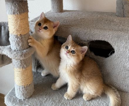 BKH Black Golden Kitten