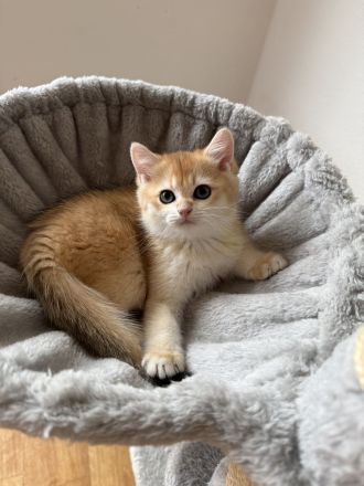 BKH Black Golden Kitten