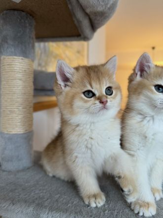 BKH Black Golden Kitten