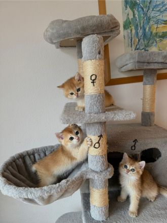 BKH Black Golden Kitten