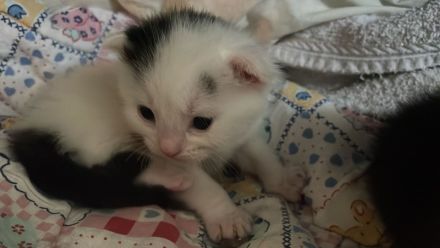 Katzenbabys Kitten
