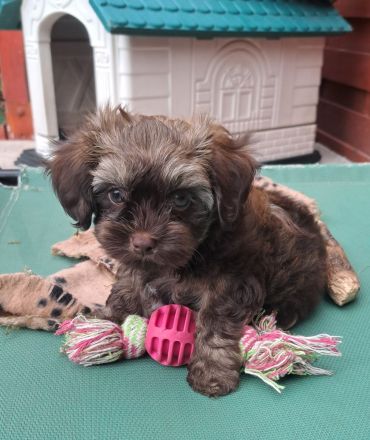 Bolonka Zwetna Welpe/Rüde