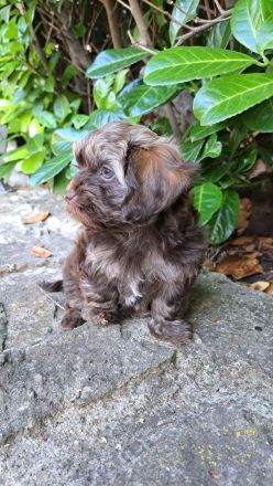 Bolonka Zwetna Welpe/Rüde