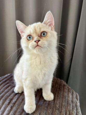 BKH Britisch Kurzhaar Kitten Abgabebereit