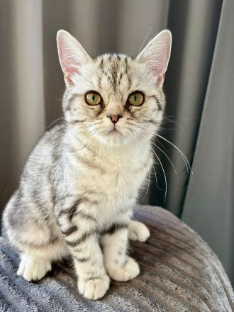 BKH Britisch Kurzhaar Kitten Abgabebereit