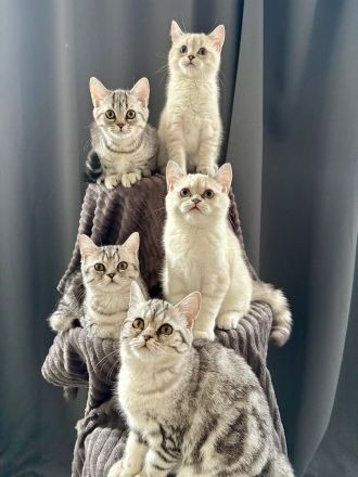 BKH Britisch Kurzhaar Kitten Abgabebereit