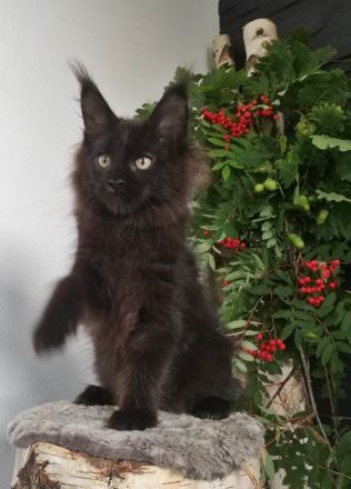 Maine Coon Kitten mit Stammbaum