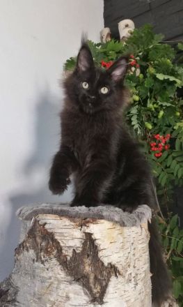 Maine Coon Kitten mit Stammbaum