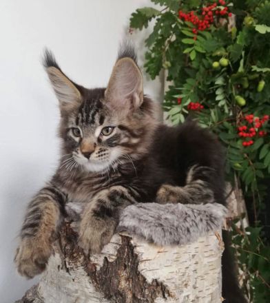 Maine Coon Kitten mit Stammbaum