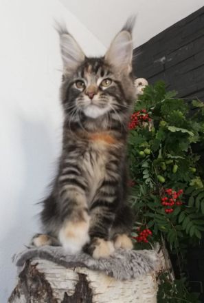 Maine Coon Kitten mit Stammbaum