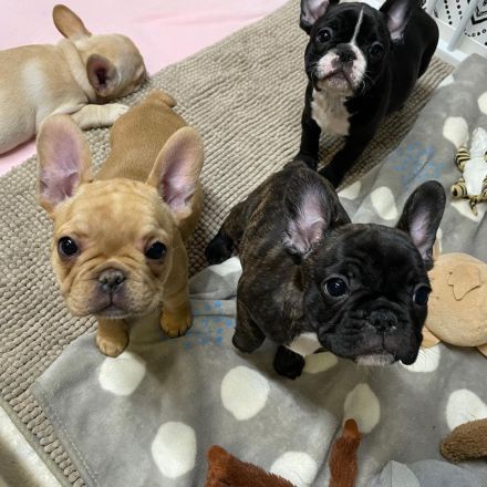French Bulldog Puppies