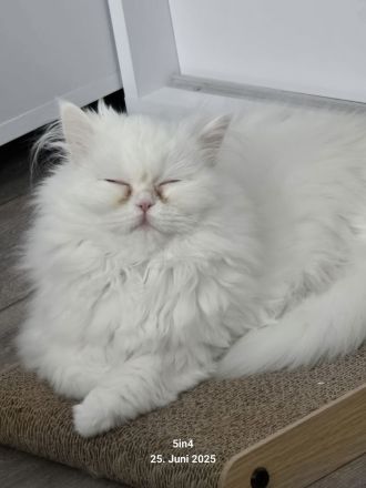 weißes Persermädchen mit großem Koffer