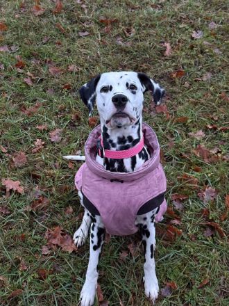 Wurfankündigung Dalmatiner Welpen