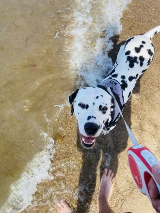 Wurfankündigung Dalmatiner Welpen