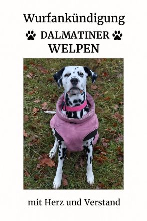 Wurfankündigung Dalmatiner Welpen