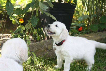 Golden Retriever Welpen in creme-weiß