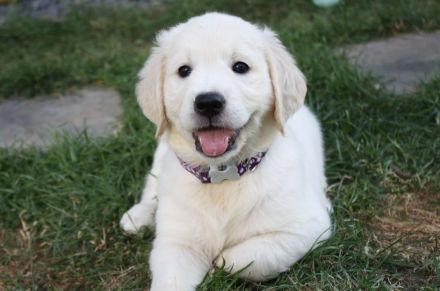 Golden Retriever Welpen in creme-weiß