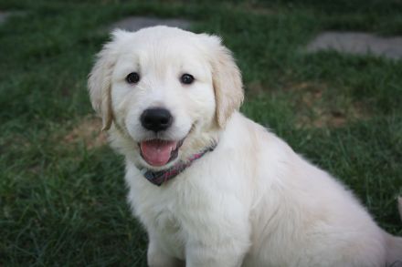 Golden Retriever Welpen in creme-weiß