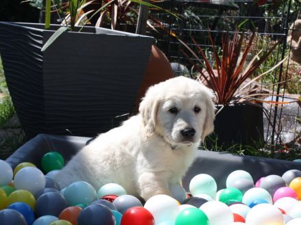 Golden Retriever Welpen in creme-weiß