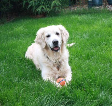 Golden Retriever Welpen in creme-weiß
