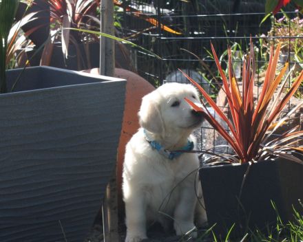 Golden Retriever Welpen in creme-weiß