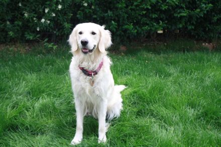 Golden Retriever Welpen in creme-weiß