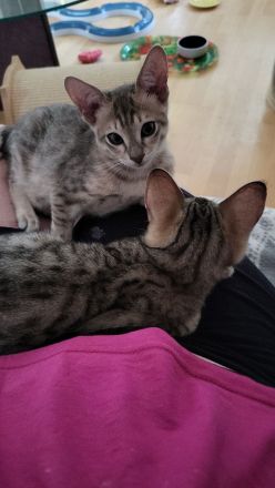 Savannahkitten F6 SBT