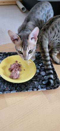 Savannahkitten F6 SBT