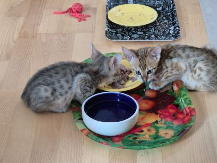 Savannahkitten F6 SBT