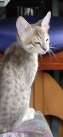 Savannahkitten F6 SBT