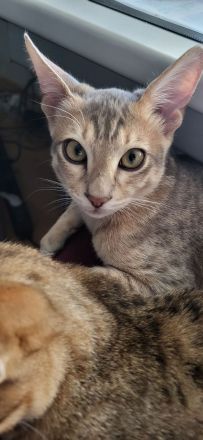 Savannahkitten F6 SBT