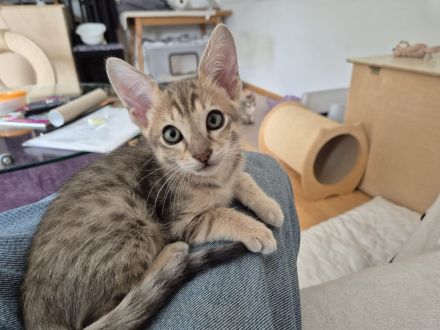 Savannahkitten F6 SBT