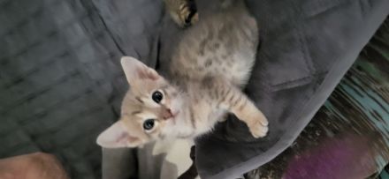 Savannahkitten F6 SBT