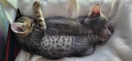 Savannahkitten F6 SBT