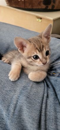 Savannahkitten F6 SBT