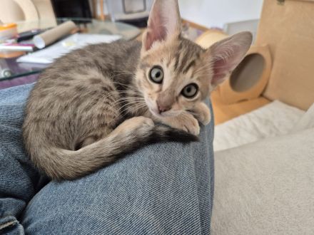 Savannahkitten F6 SBT