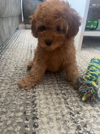 Toy Pudel welpe in Red