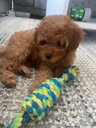 Toy Pudel welpe in Red