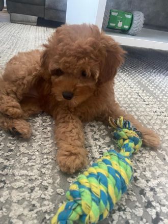 Toy Pudel welpe in Red